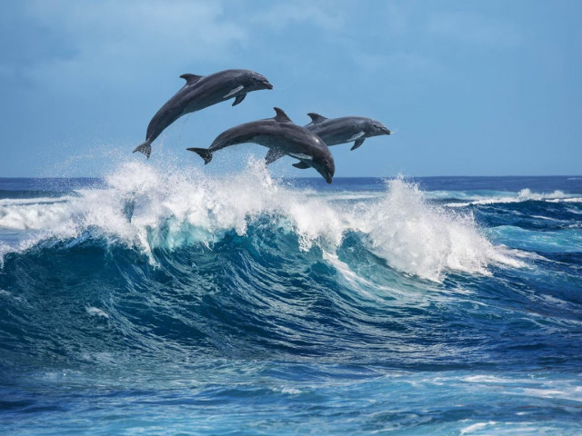 Делфини спасиха плувец в ледените води на Ирландия
