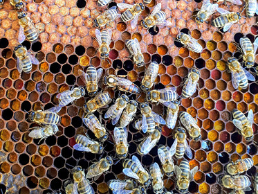 Учени откриха, че пчелите могат да се клонират сами