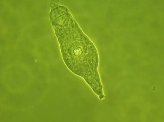 Учени „възкресиха" замразени преди 24 хиляди години кръгли червеи