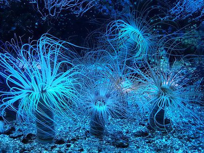 Неизвестни форми на живот са открити на дъното на океана