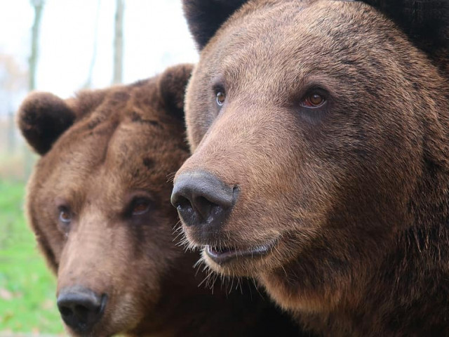 Обезщетенията за нанесени щети от  кафява мечка у нас са за над 220 000 лева