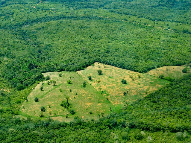 Тропическите гори на Амазония могат да влошат изменението на климата