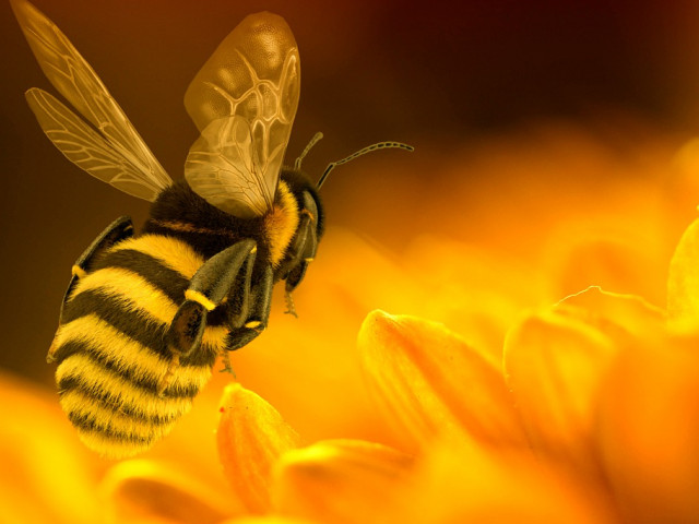 Екологичен свят: Пчелни кошери по трамвайните спирки в Мелбърн