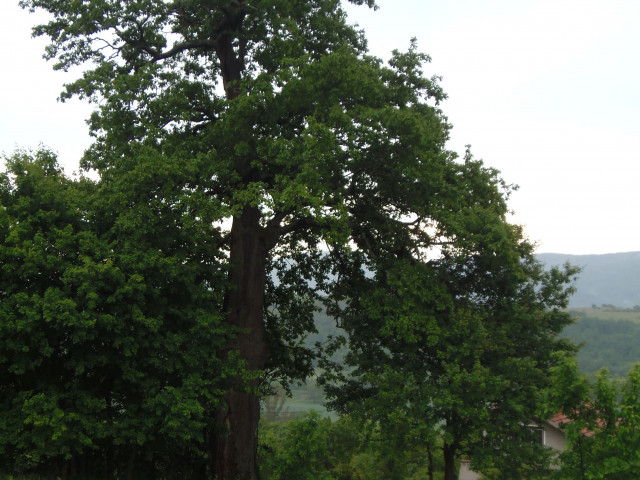 Министър Личев обяви   дърво на 300 години за защитено