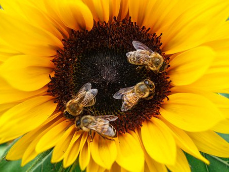 Технология с полени ще пази пчелите от инсектициди