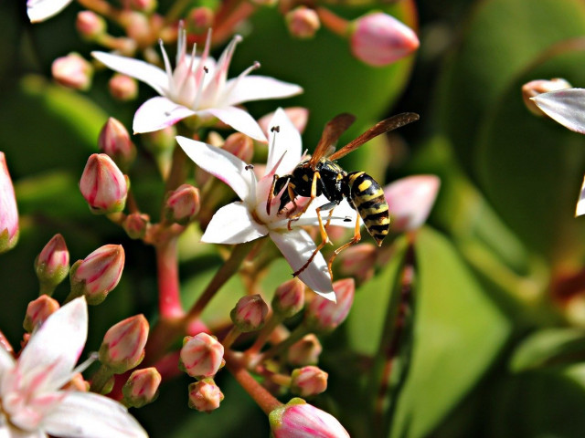 Осите, наравно с пчелите, са ценни за икономиката, екосистемите и човека