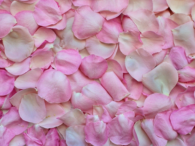 Срив в добива на розов цвят през тази година отчитат от МЗХГ