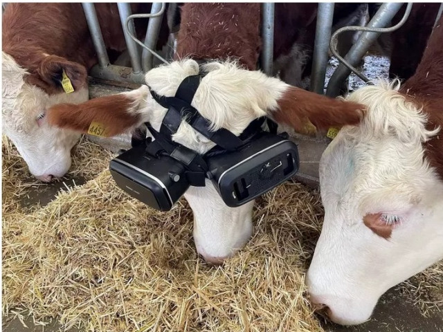 Крави с очила за виртуална реалност започнаха да дават повече мляко