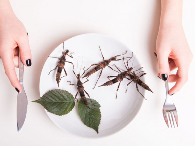 Учени призоваха да се храним с насекоми, за да помогнем на селското стопанство