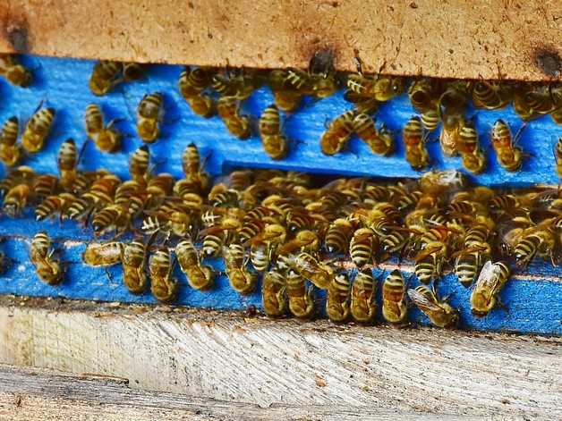 Заявления за плащане по Пчеларската програма се подават до 16 август