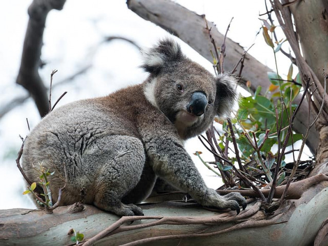 Австралийското правителство призна коалите за застрашен вид в три региона на страната