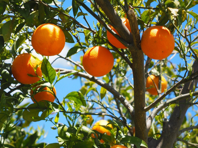 Севиля планира да превърне портокалите в електричество