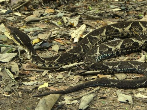 Открита е змия, чиято отрова блокира размножаването на коронавируса