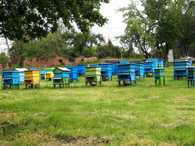 От днес пчеларите подават заявления за плащане