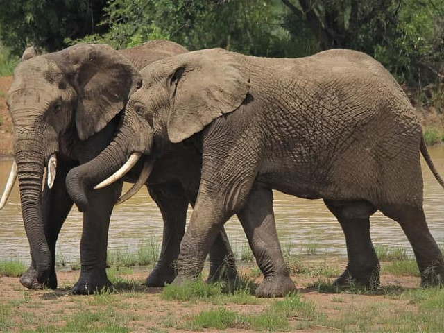 Еволюция: Африканските слонове вече се раждат без бивни заради бракониерите
