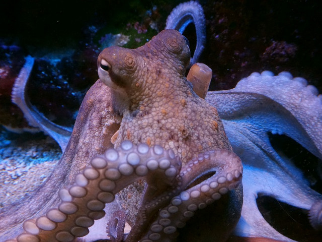 Женските октоподи се предпазват от досадни ухажори като ги замерват с раковини