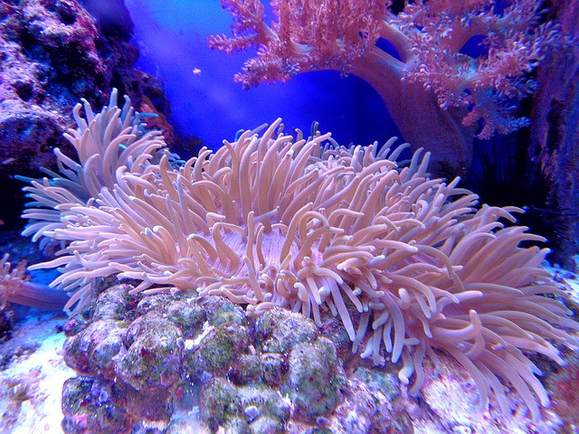 Коралите са обречени, дори ако целите на климатичните споразумения бъдат постигнати