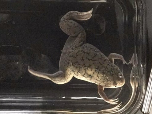 На жаба и порасна ампутиран крак след медикаментозно лечение