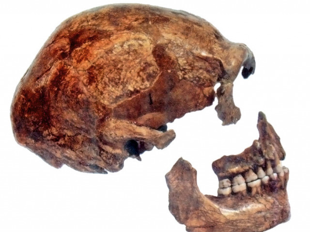 Откритие: Неандерталците в Европа са изчезнали много по-рано