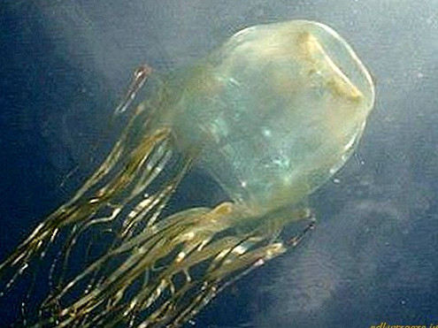 Дронове ще търсят смъртоносни медузи