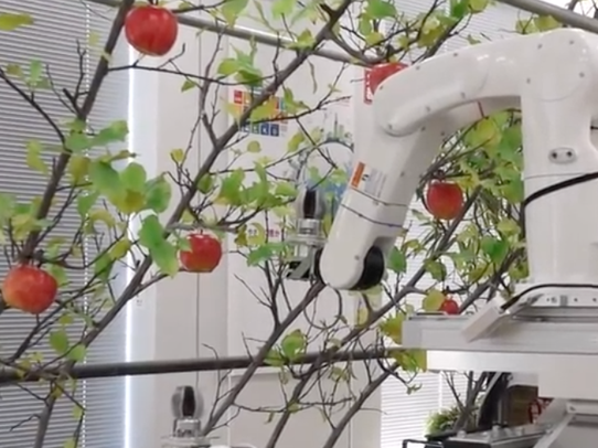 Робот-фермер събира плодове в Япония