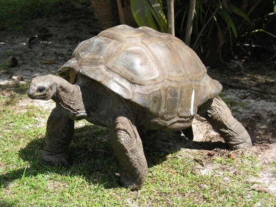 Биолози разкриха тайната на дълголетието при костенурките