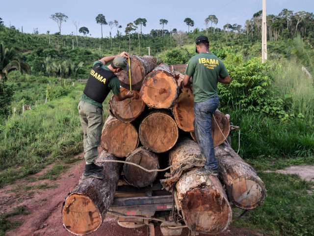 Тревожно: Изсичането на тропическите гори в Бразилия продължава