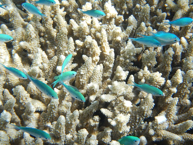 Човекът е унищожил повече от 85% от рибите, които живеят в кораловите рифове