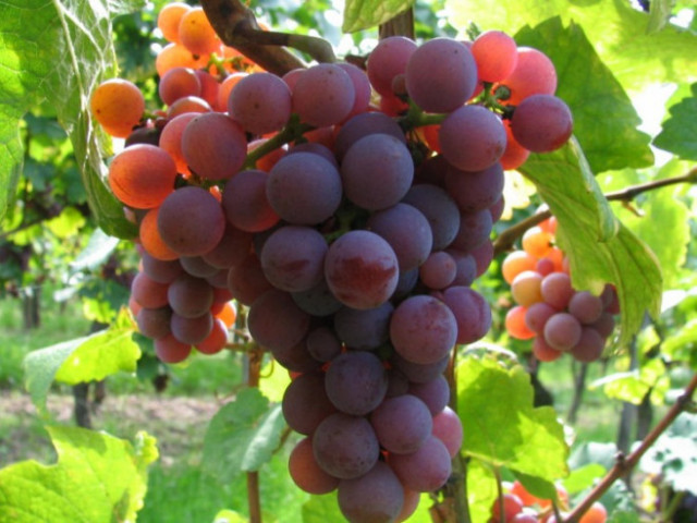 До 40% по-малко добив на грозде в Североизточна България