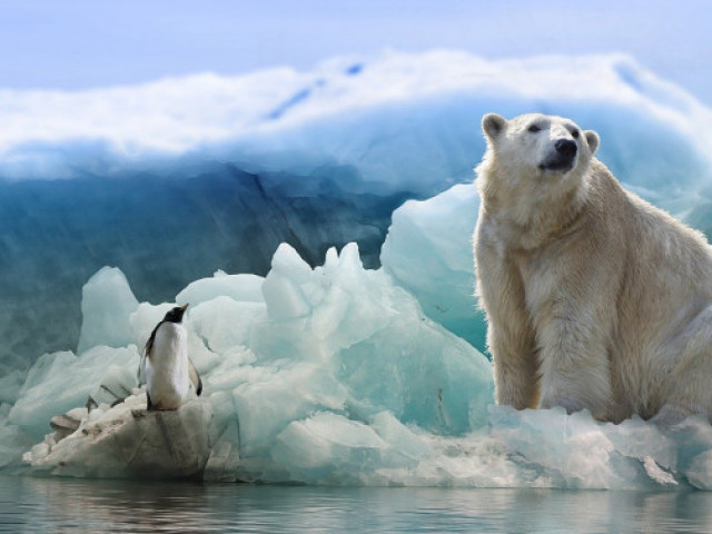 До 2100 г. полярната мечка може да изчезне