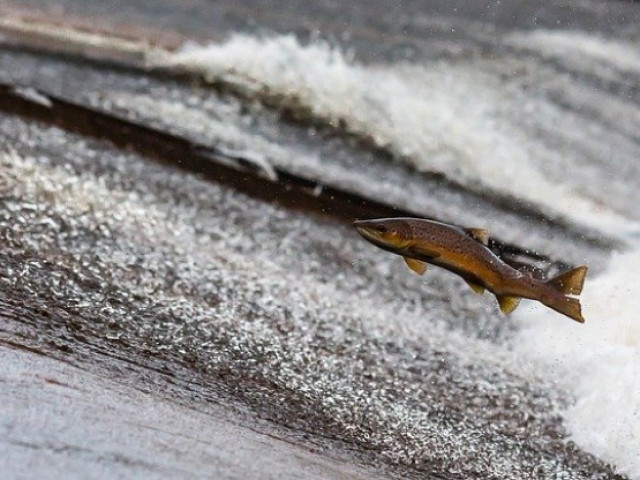 Опасения за екощети: Близо 50 000 сьомги са изпуснати от рибно стопанство в Шотландия