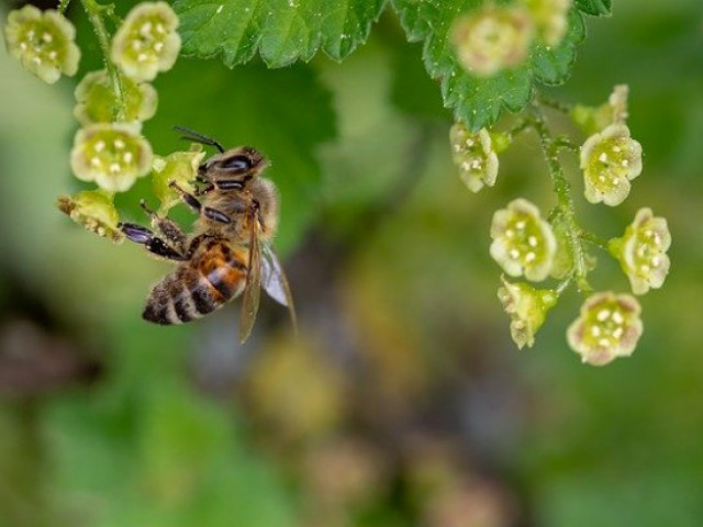 Франция се готви да върне използването на неоникотиноидите, убиващи пчелите
