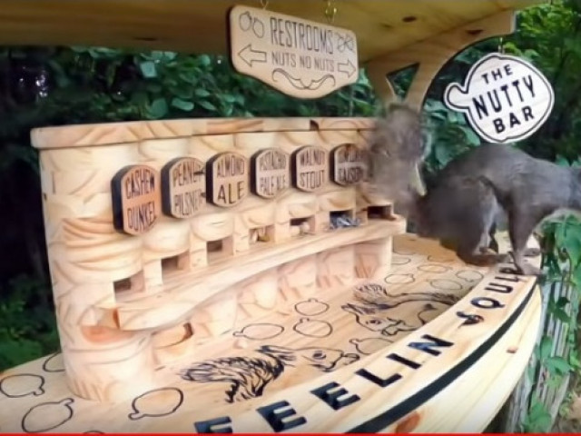 Жител на САЩ построи в двора си „орехов бар" за катерички