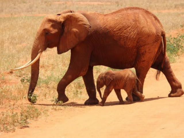 Щастлива новина: Бейби бум на слончета в Кения