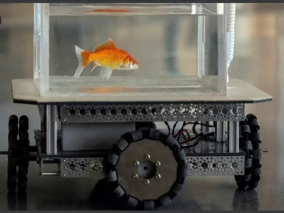 Учени сложиха златни рибки "зад волана" и ги научиха да шофират