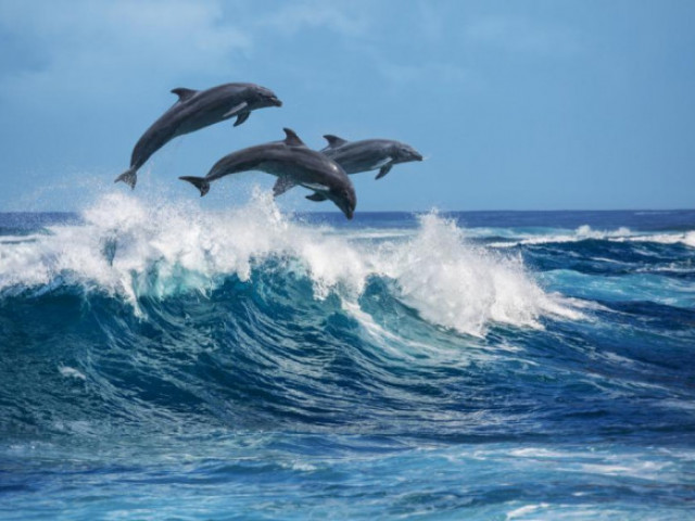 Учените откриха още едно сходство между делфина и човека