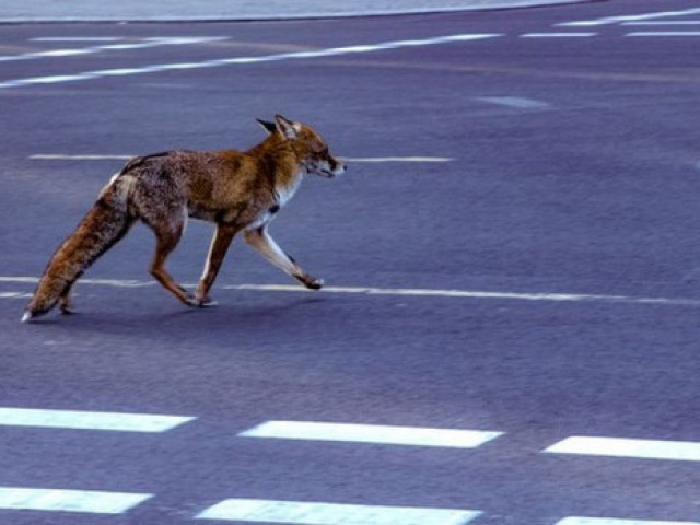 Диви животни превземат улиците на големите градове