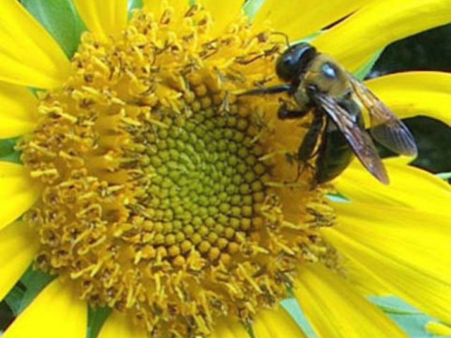 Учени започнаха да дресират пчели