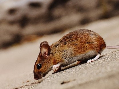 Учени успяха да подмладят мишки