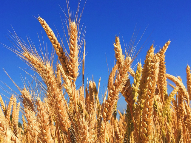 Добивът на пшеница у нас - с 15% повече