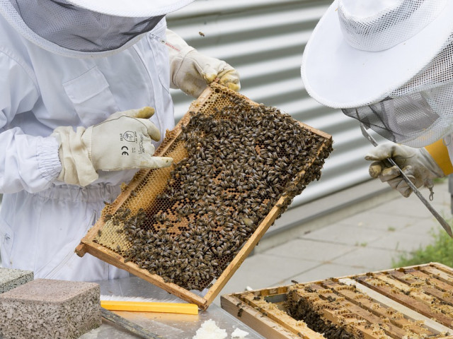 Нови субсидии се предвиждат за пчеларите след 2022 г.