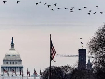 Необяснимо ослепяване и загиване на птици се наблюдава във Вашингтон
