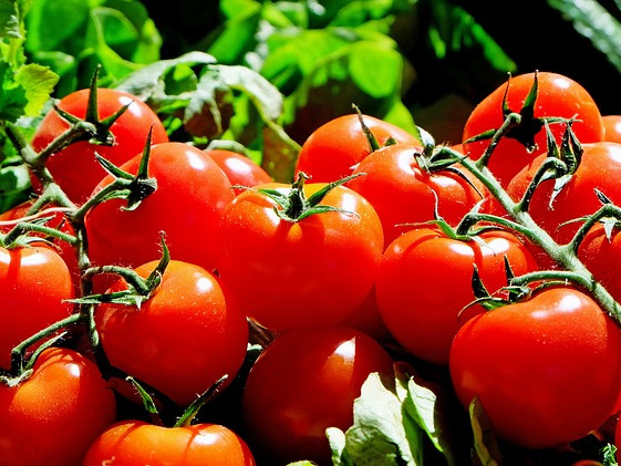 В Япония се продават домати с редактиран геном за лечение на хипертония