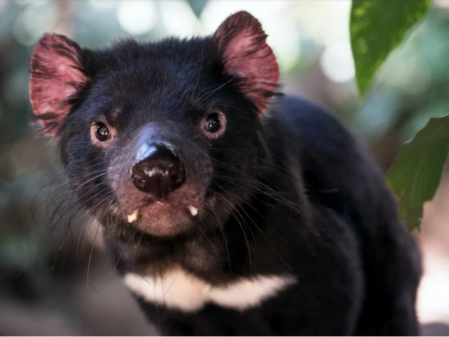 Тасманийски дяволи се родиха за пръв път от 3000 години в Австралия