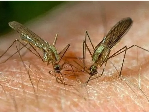 Създадоха плат, осигуряващ 100% защита от ухапвания от комари