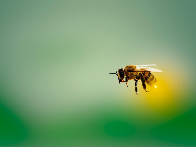 Научиха пчели да разпознават коронавируса по миризмата