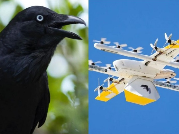 Бой между врана и дрон за доставка на кафе е заснет на видео