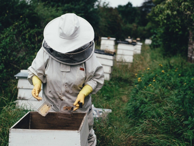 Пчеларите кандидатстват за кредити до 30 юни
