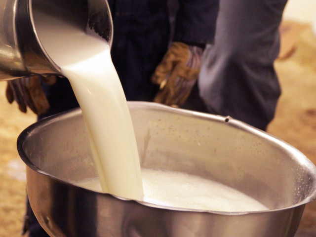 Британските фермери   изливат хиляди литри мляко