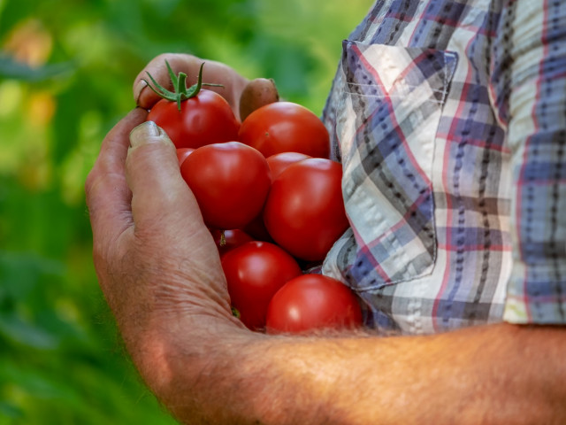 Зеленчукопроизводителите имат само още 2 дни за кандидатстване за краткосрочни кредити